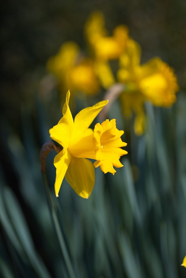 Yellow Daffodil And Family  by Joy Watson